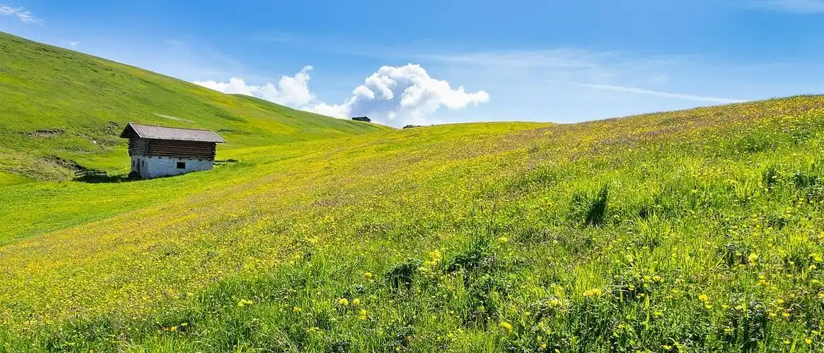 高山草甸,高山小屋,山花