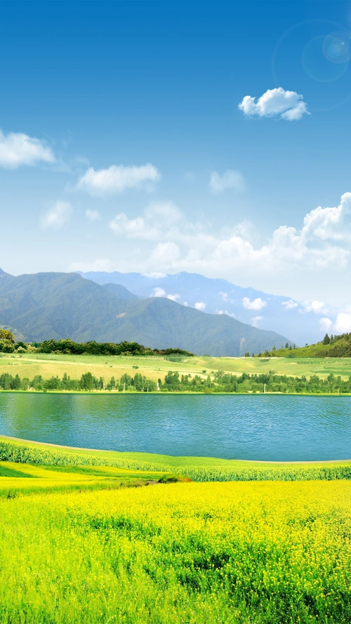 油菜花摄影风景背景素材 - 当图网