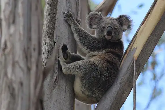 树袋熊一生都待在桉树上生活每天昏睡20个小时