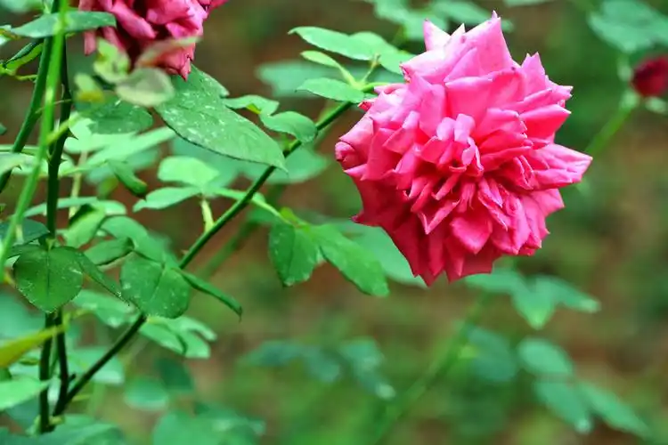 意境壁纸,玫瑰花,高清壁纸,风景壁纸,优美玫瑰花高清意境壁纸