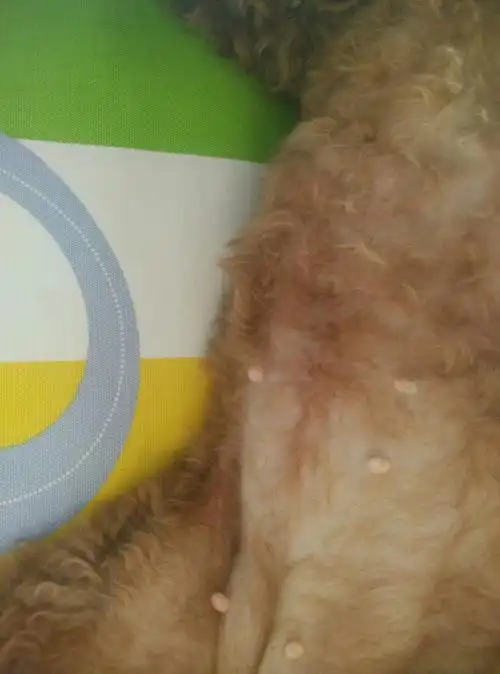 我家泰迪配种一个月了,十一月份配的,请问现在是怀孕了么?