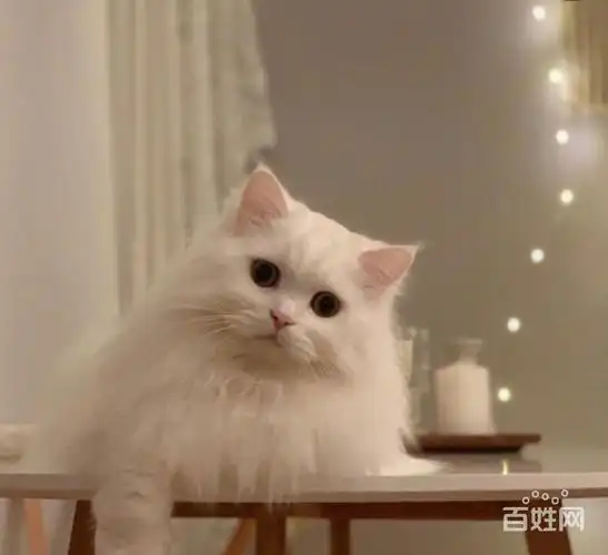 宣城哪里有波斯猫卖 双血统加菲 波斯猫 签协议带证书