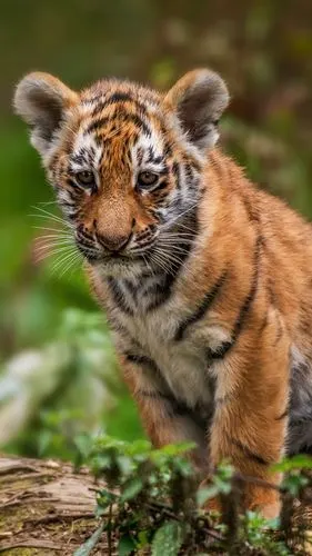 壁纸 虎崽,看,野生动物 5120x2880 uhd 5k 高清壁纸, 图片, 照片