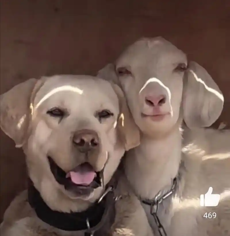 狗子和羊怎么都有夫妻相了#4月18日,山东,狗狗和小羊幸福依偎在一起