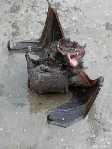 蝙蝠的样子~丑~挺吓人