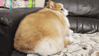 大面包屁股柯基熊酱!看这屁股蓬松柔软到极致!