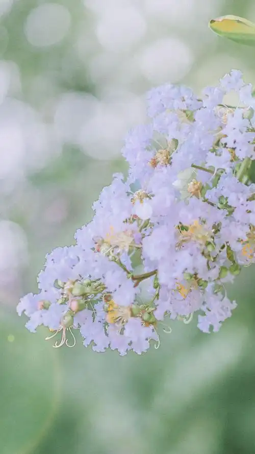 护眼小清新高清手机壁纸