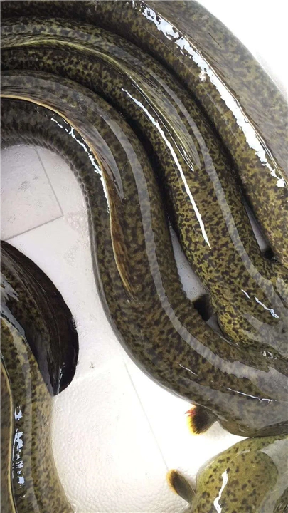 广西花鳗鱼苗供应批发|广西花鳗鱼苗