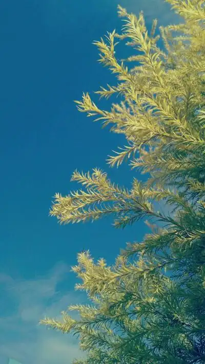 自然风景树背景 - 堆糖,美图壁纸兴趣社区