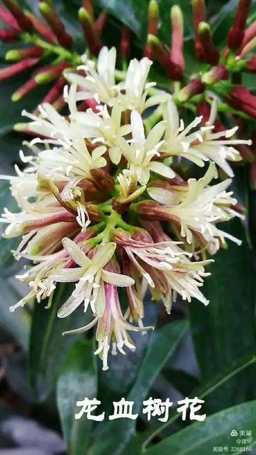 龙血树花