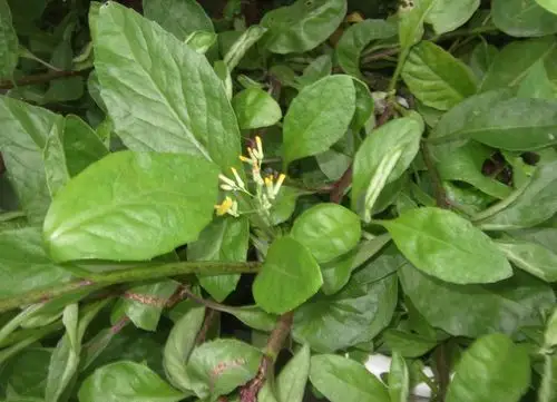 金鸡毛草,别名:神奇救命草,白子菜,鸡菜;原产于新加坡,前两年引进我国
