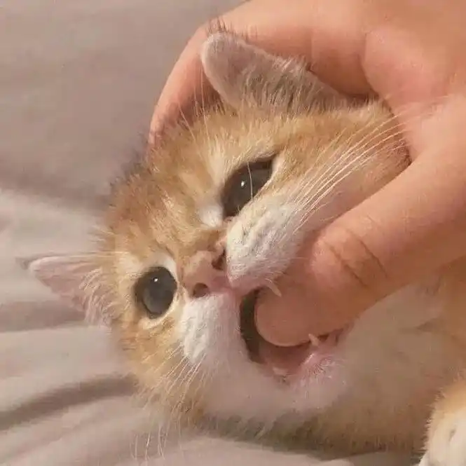 巨可爱的猫咪头像#女生头像 #女生头像无水印 #猫咪 #猫咪 - 抖音