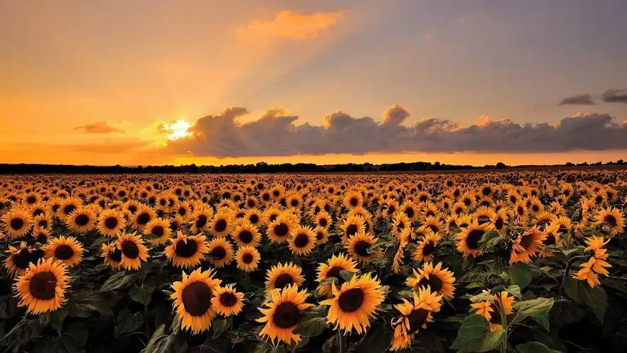 超美花海风景图片桌面壁纸