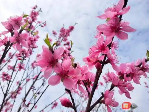 三月三日到自贡尖山来看三生三世十里桃花