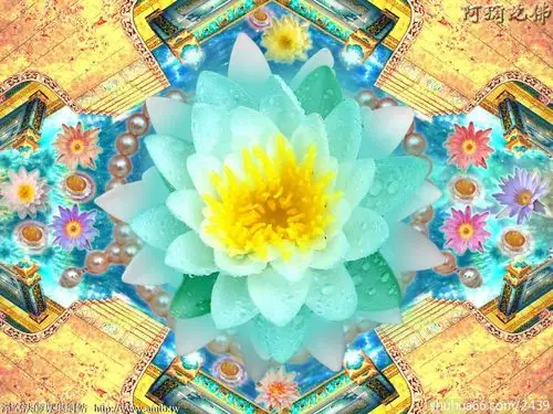 花见佛来的相册 - 极乐莲花