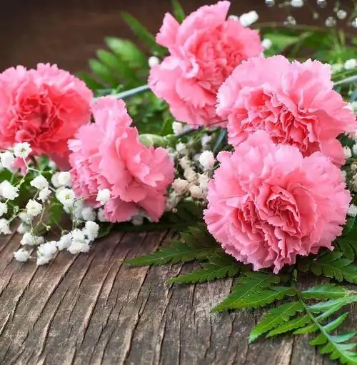 红色康乃馨代表什么意思(红色康乃馨代表什么意思?) - 123植物网