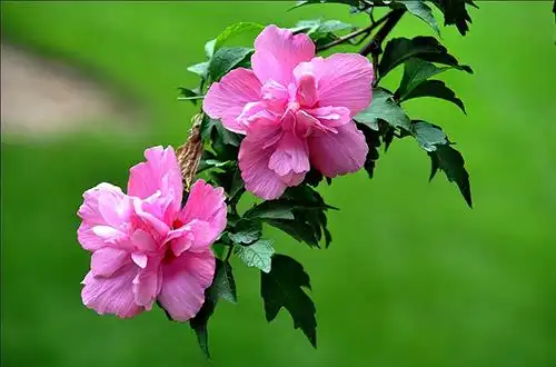 花诗花语雨后木槿清新脱俗如美人