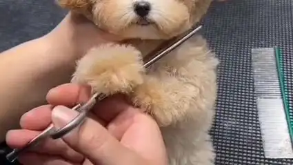 喜剧纯种茶杯泰迪犬多少钱一只