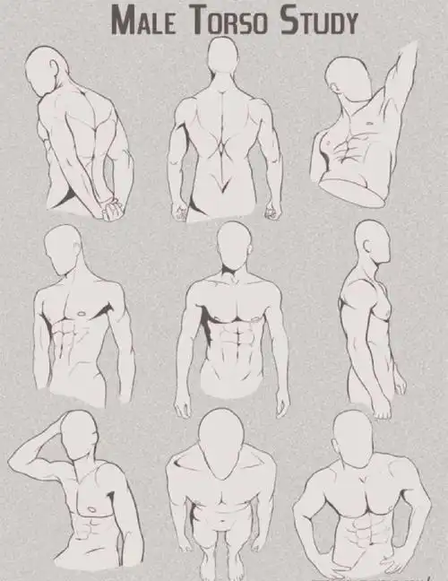 【板绘素材】  肌肉绘画参考