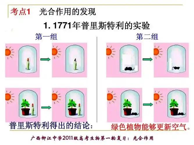 免费文档 所有分类 高中教育 高考 第6讲:光合作用ppt 1光 合用作的现