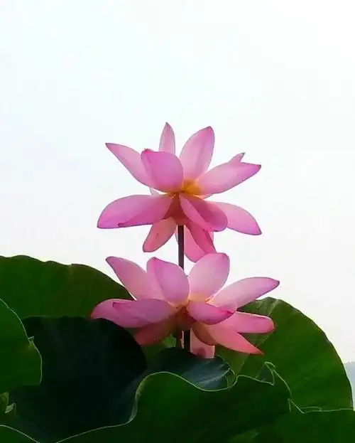 莲花,美在一种禅境里