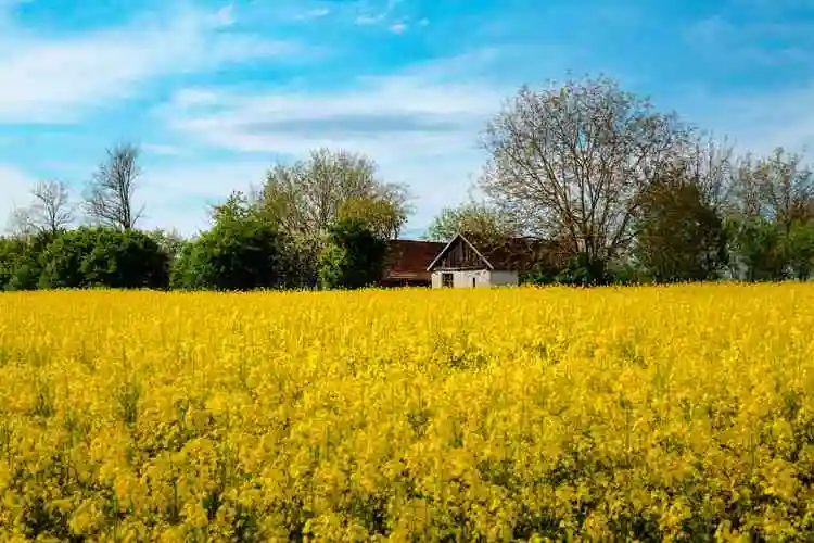 农田, 农舍, 油菜, 景观, 农业, 农村, 字段, 种子, 农场, 性质