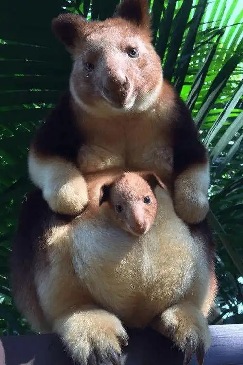 真实存在的50种动物,"颜值逆天",不得不感叹大自然的神奇_生活_基伍