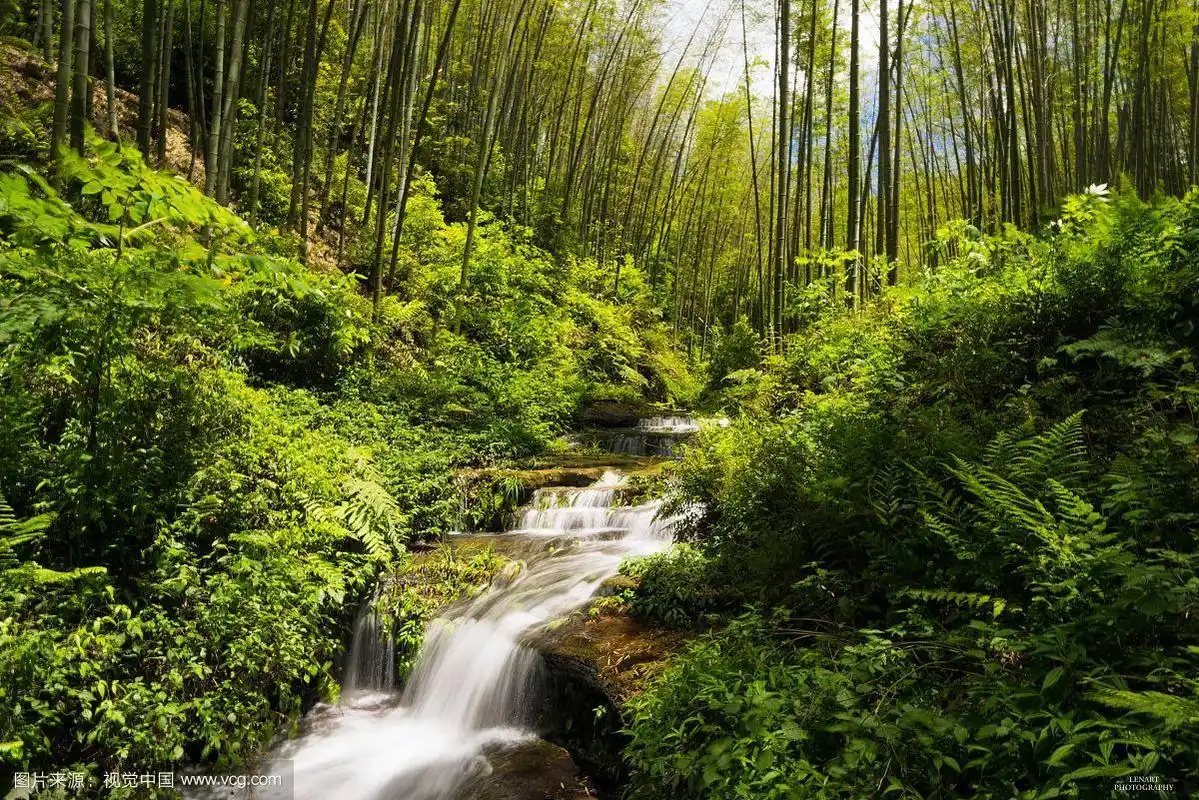 竹林中的小溪和瀑布