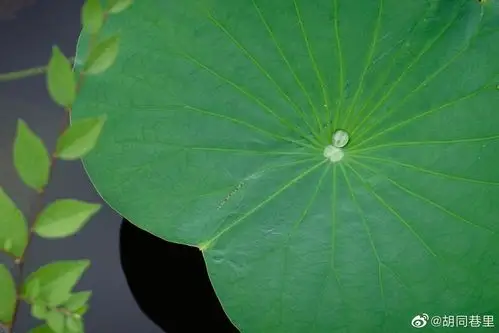 绿盘[微风]清露静心修已 - 堆糖,美图壁纸兴趣社区