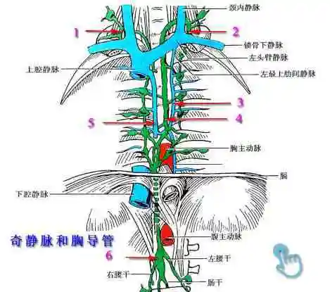 乳糜管→肠系膜淋巴管→乳糜池→胸导管→上腔左静脉角→上腔静脉