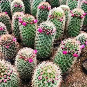 开花漂亮红花锦丸仙人球植物微景桌面小型盆栽团购套餐含盆土栽好