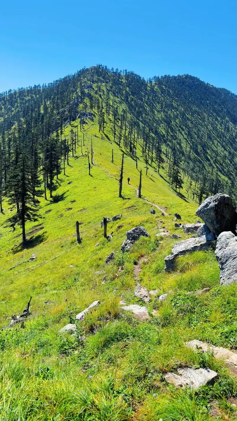 西光头山7215探秘秦岭最原始的高山草甸95.