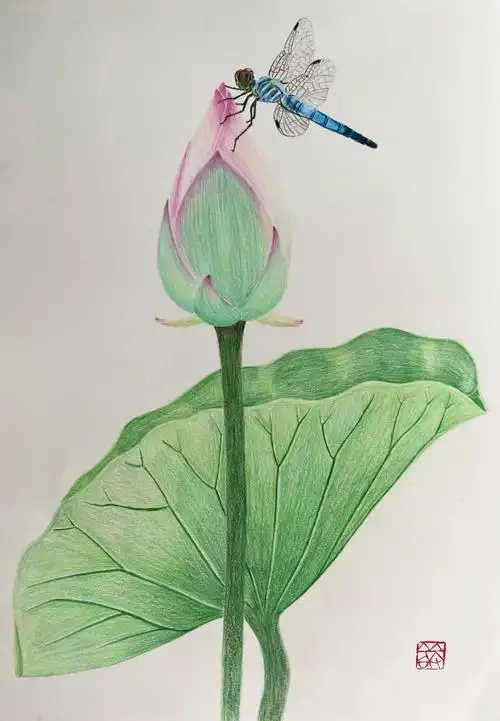 彩铅画图文教程 | 荷花蜻蜓