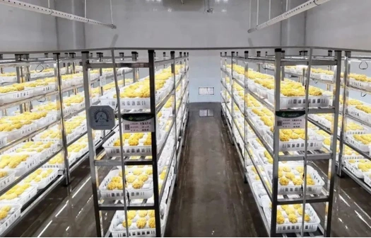 昆明食用菌研究所科技成果获中国商业联合会科技进步奖特等奖