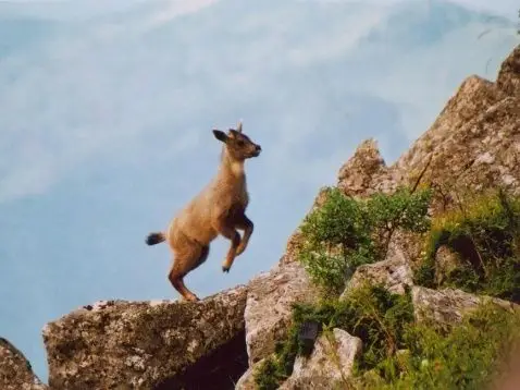 那是在一次围猎班羚的过程中.    班羚又名青羊,形似家养山羊,善
