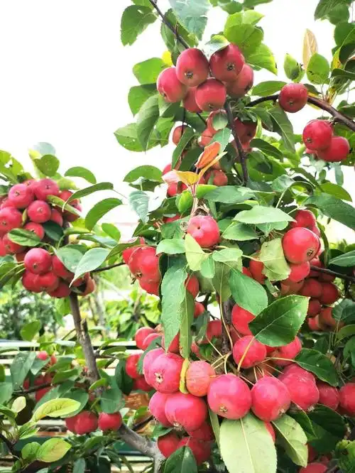 美图欣赏秋日赏果德丰果玩盆景海棠园