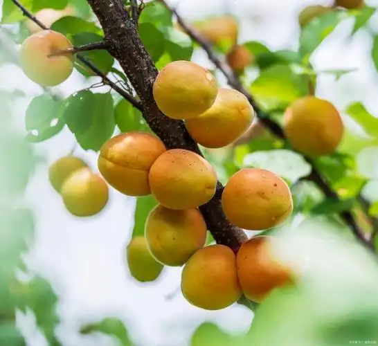 杏梅的功效与作用