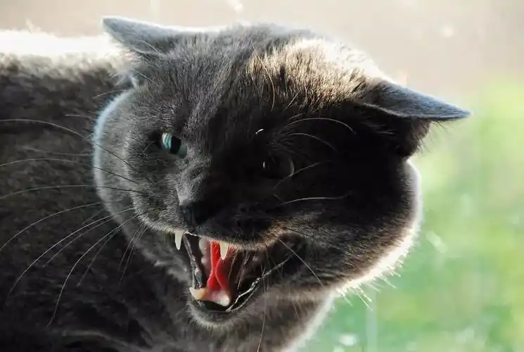 猫叫声的含义 _飞翔号