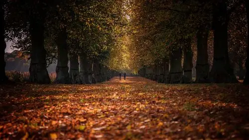 秋天公园,树,路径,叶子,人们 壁纸
