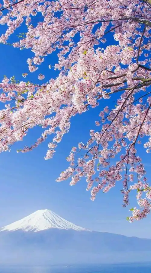 本文关键词:樱花背景图 唯美,二次元樱花背景图,樱花背景图高清1080p