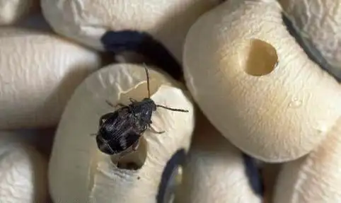 好像是豆象,喜欢吃豆子的害虫.