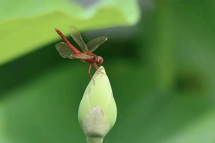 夏荷上的小蜻蜓