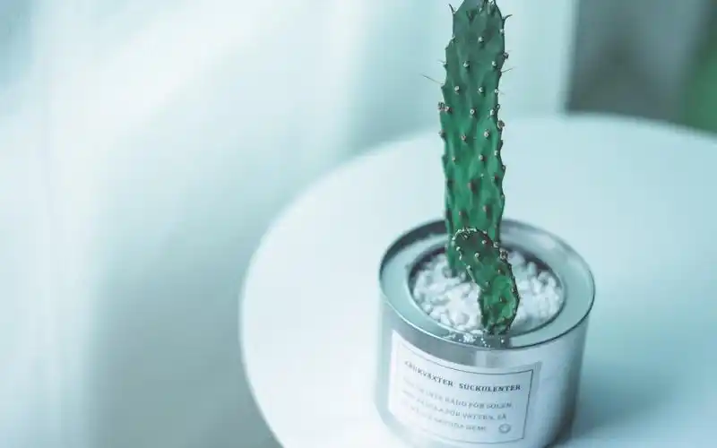 夏日绿色小清新静物唯美高清壁纸