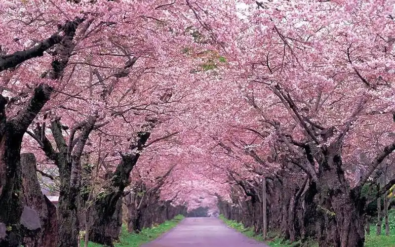 听歌向樱花樱花想见你日本唯美街景