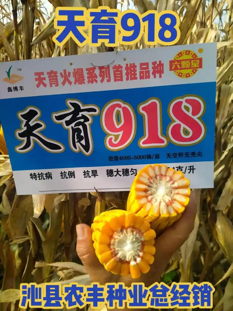 高产玉米种子 天育918 - 抖音