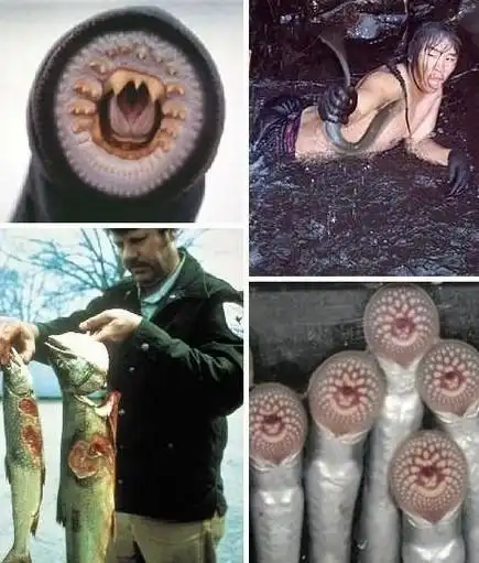 侧看很萌的七鳃鳗 嘴巴放大图片已经不能用恐怖恶心来形容了