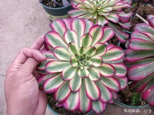 法师新品美娅法师培育记