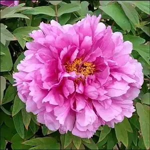 鲁菏红牡丹花苗大苗盆栽室内外庭院绿植正宗观赏重瓣牡丹花带花苞