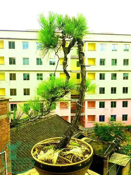 山松一年的变化