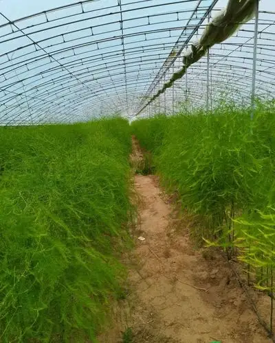 华州区小芦笋成脱贫致富香饽饽